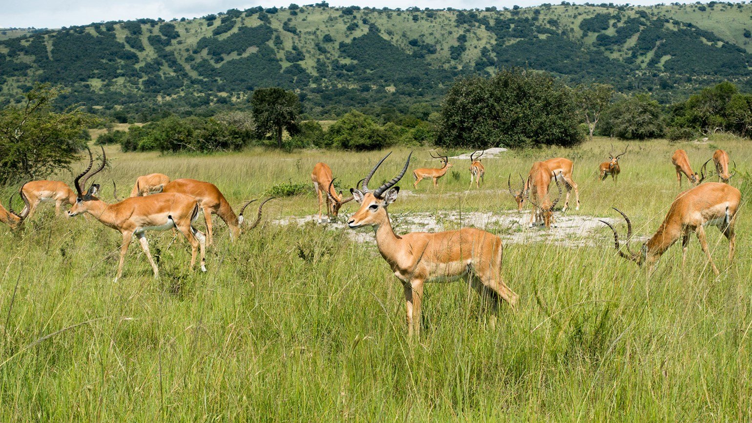 akageranationalpark